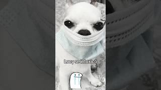 “Lucy se intoxicó con henna 😢💉 y así fue su historia 💕🐶”