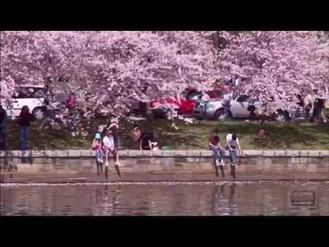 Video: Hoe laat is de Cherry Blossom Parade in DC?