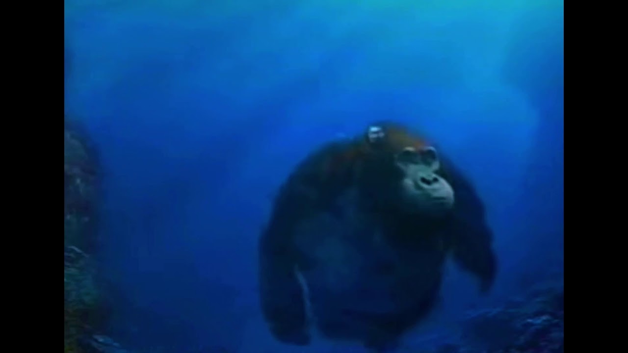 Can A Gorilla Swim
