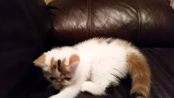 Video 1241481: persian cat calico kitten, persian exotic cats kittens, calico persian kitten playing, persian cat kitten love, color persian kitten, persian cat hair, persian cat fun