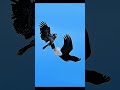 Sky warriors clash ⚡ #youtubeshorts #viral #nature #wildlife #birdfight #animalfacts #fyp #trending