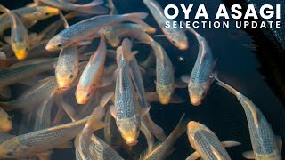 Oya Asagi | Selection Update