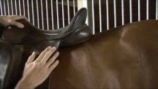 Saddle Fitting in 9 Steps - Step 6 - Saddle Length - by Schleese Saddlery Service