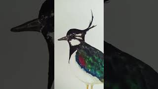 BIRBS never gonna sthap with da birbs #watercolorbird #aquarelle