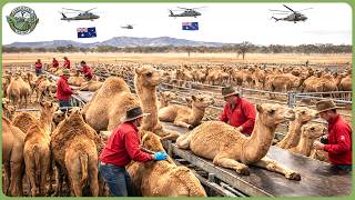 How Australia Farmers Harvest 96 Million Tons of Agriculture   Inside the Mega Farming Industry