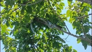 High up a tree with a Mamba !!!!