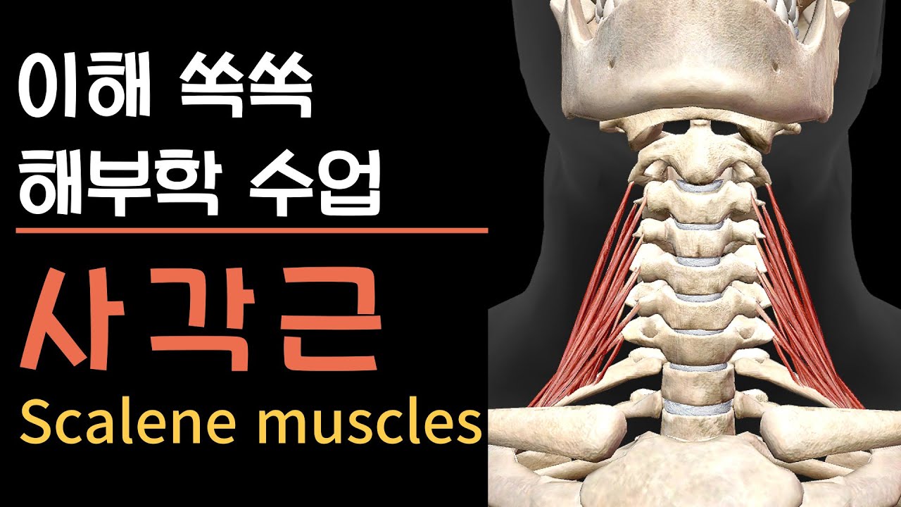 이해쏙쏙 해부학 | 팔 저림, 목 통증의 원인은 바로 ‘이 근육’! 사각근의 모든 것