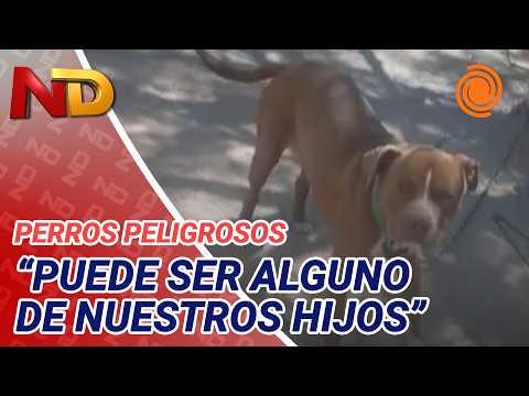 Pitbull ATTACKED a woman in Parque República and the family is asking for the animal to be removed