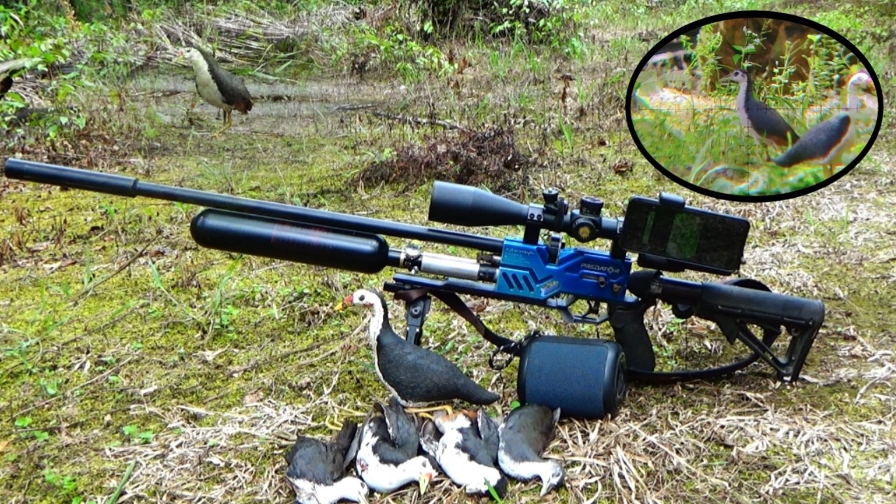 NYANGGONG BURUNG RAWA‼️RUAK RUAKNYA MASIH BANYAK DI SPOT BEKAS RAWA