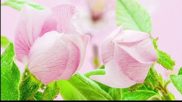 112   ইখ্লাস   Al Ikhlas  Sincerity    سورة الإخلاص