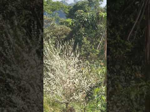 🍎🍎小配《放風吹》原唱許富凱