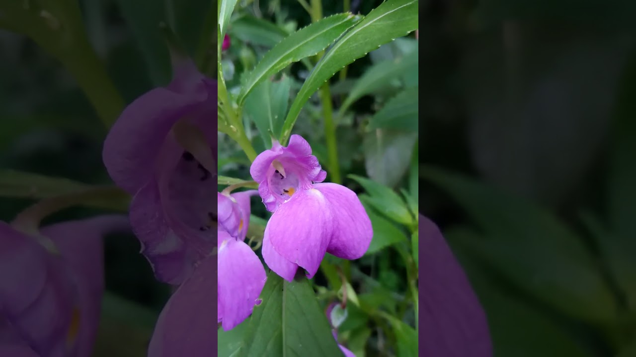 Jewelweed, touch-me-not, snapweed, patience (Impátiens)