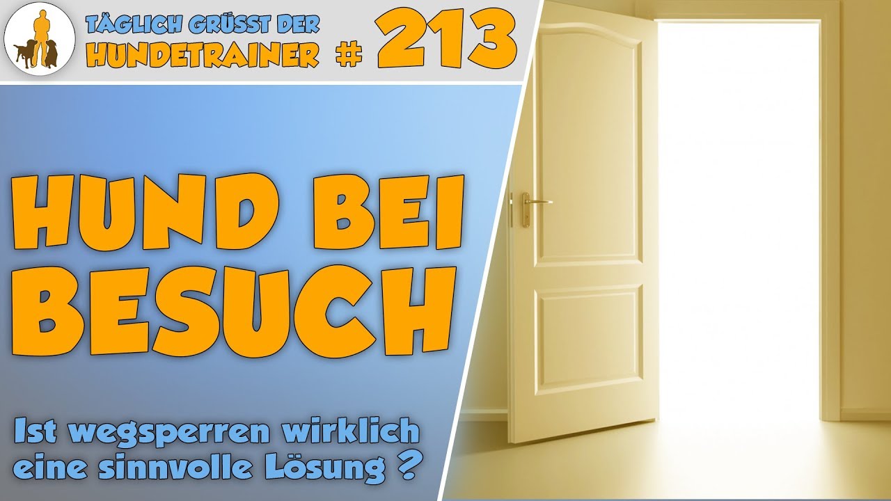 Ist es sinnvoll den Hund bei Besuch wegzusperren? Springt er den Besuch