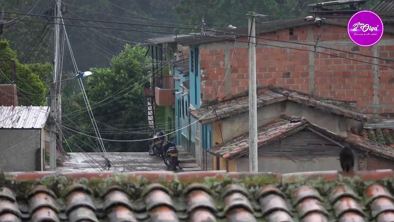 Transmisión en vivo de Olga Castañeda