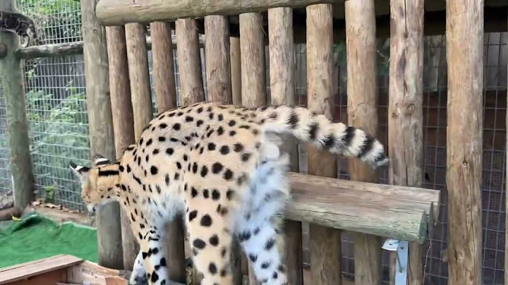 Watch the video about OUR AFRICAN SERVAL BOY MURCÍELAGO RELAXING. WE HAVE AFRICAN SERVAL KITTENS