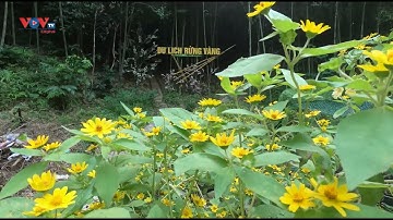 Đến Sơn La dạo chơi ở “Rừng Vàng”