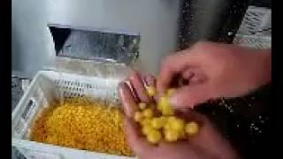 Automatic Cherry Stoner,cherry pitting machine,cherry pitter