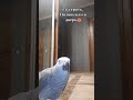 ЭТОТ ПОПУГАЙ ОПИСЫВАЕТ ТИПИЧНОЕ СОСТОЯНИЕ КАЖДОГО TikTok#1