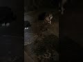 よその家の猫が玄関前で集会してた #shorts #cat #kitten