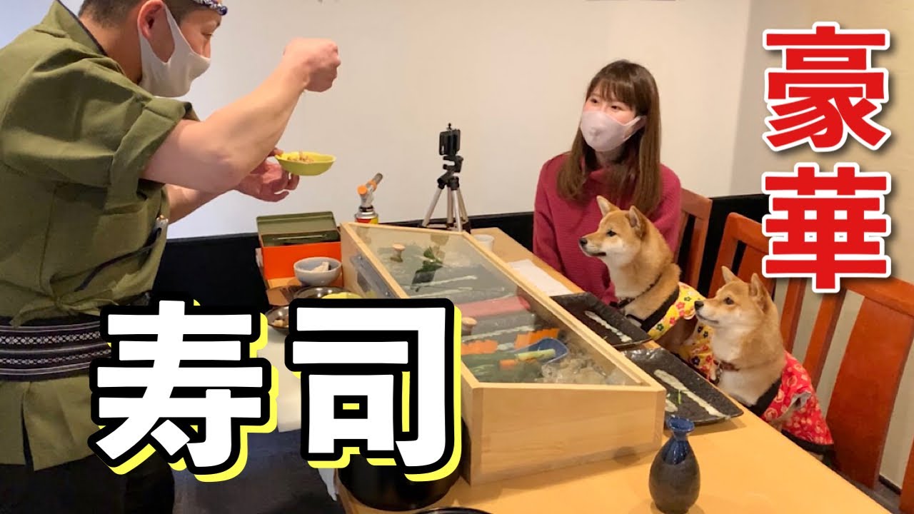 Super luxurious] Mameshiba siblings get sushi made by the