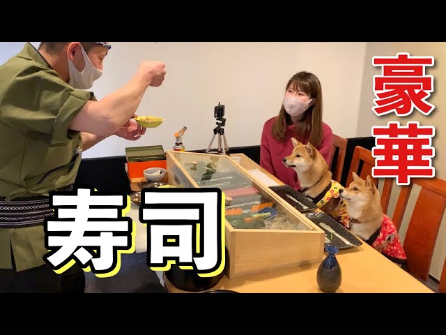 酢飯様　ご購入おまとめページ　４点　柴犬さん　メイちゃん　他 Is there something strange about my Shiba Inu? After the