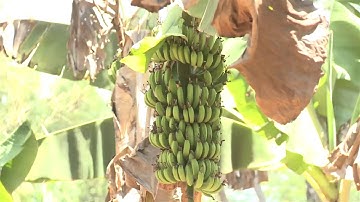 CELEBRATING THE GAINS OF DEVOLUTION HD