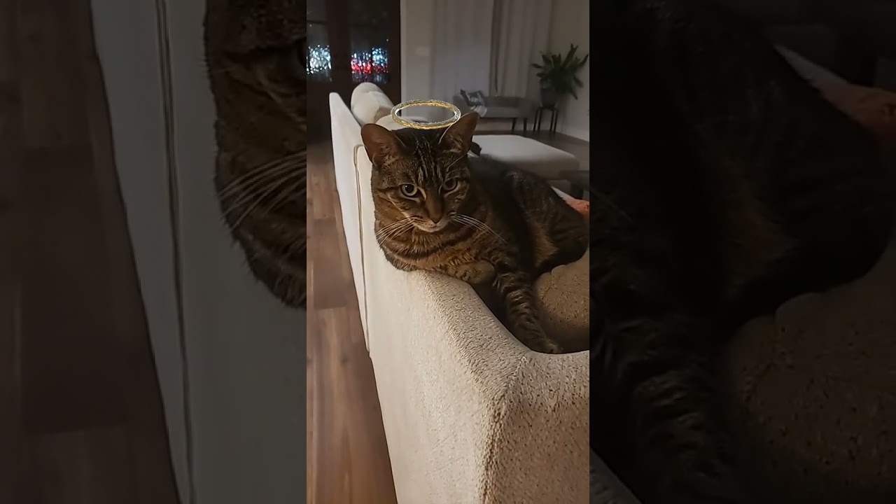 My Sweet Angel Kitty  