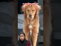 dogi baru bangun tidur‼️ @TheWoofWorldTV #funny #pets #shortvideo