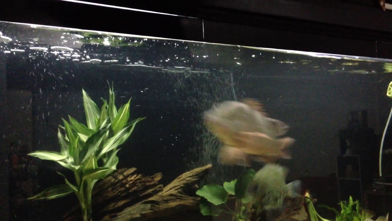 Feeding mangrove jack YouTube