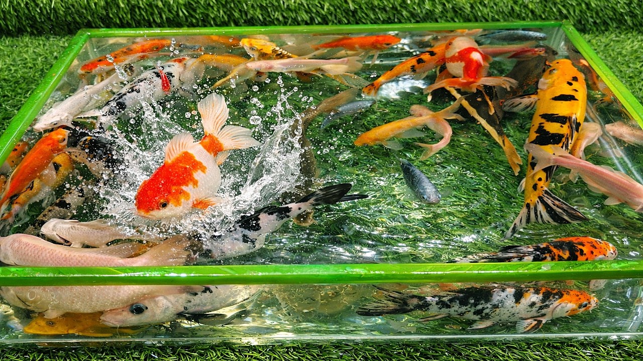 Amazing Unboxing Ikan Hias Warna Warni, Ikan Mas Koki, Ikan Koi Slayer, Ikan Lele RTC, Ikan Glofish