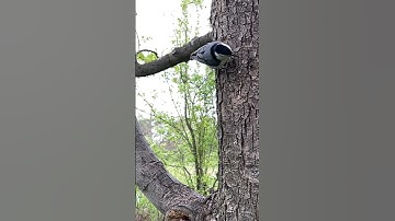 White breasted nuthatch is a great climber