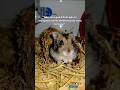 Enriquecimento ambiental para seus hamsters, coelhos! #hamsters #coelho #pet #nutricon