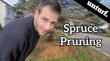 HOW TO PRUNE A BLUE SPRUCE TREE - A Beginner