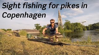 Sight fishing for pike in Kastellet in Copenhagen