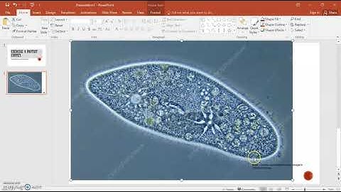 University of New England Bio 105 Lab Exercise 9: Keying out Protists