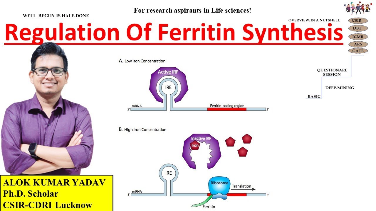 Regulation of Ferritin Protein Translation Synthesis and its related Q ...