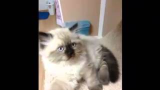 Persian and exotic short haired kittens! Персидские и экзотические короткошерстные котята! Persian and exotic short haired kittens! Персидские и экзотические короткошерстные котята!