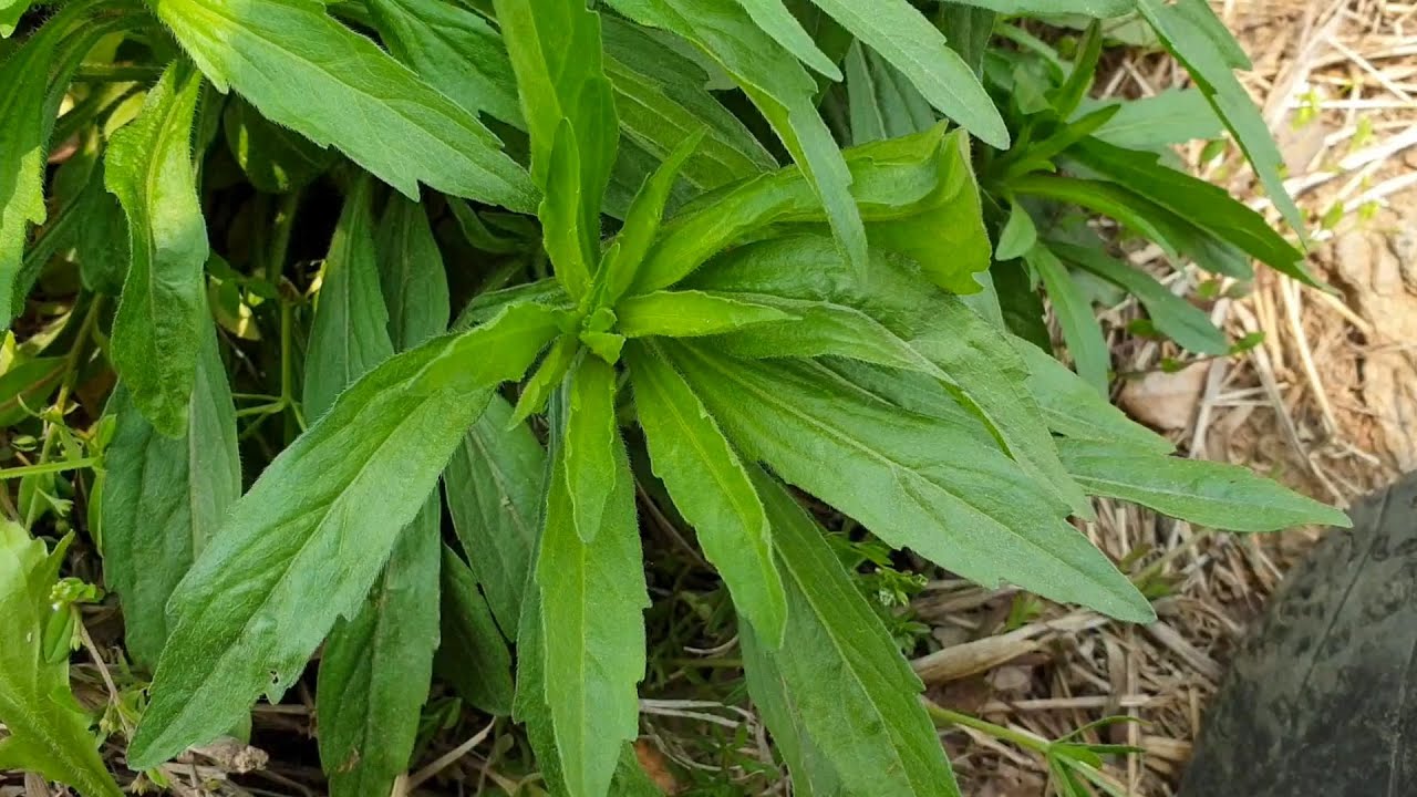 (제철나물채집) 야생에서 망초와 개망초 분별하고 망초 볶음나물 만들기