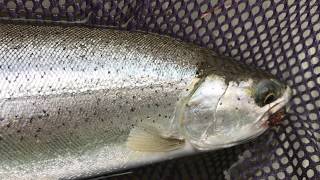 More thoughts regarding Sea Run Cutthroat and a composite loop fly