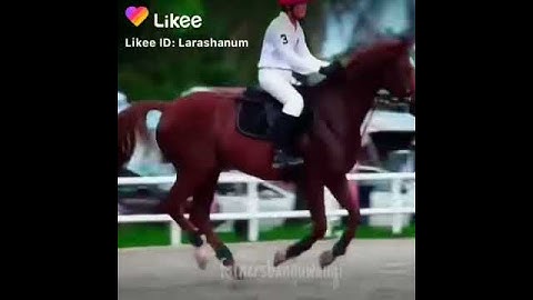 ccp bang saaih halilintar 😎