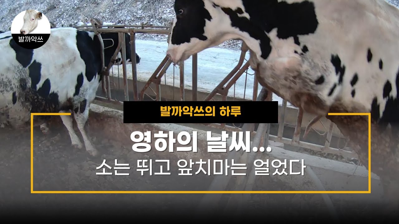 [발까악쓰의 하루]영하의 날씨...소는 뛰고 앞치마는 얼었다