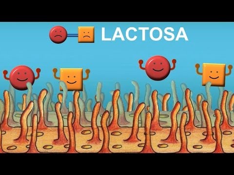 Vídeo: Com Alimentar Un Nen Amb Deficiència De Lactasa