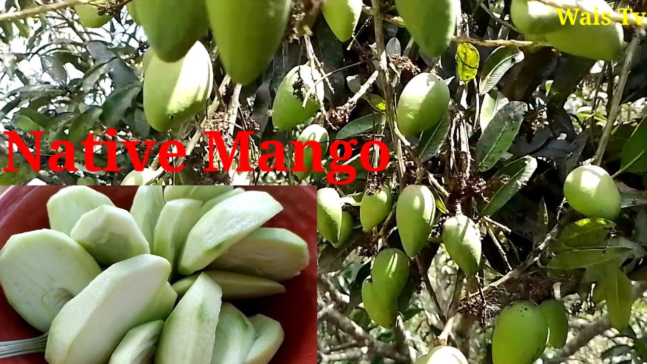 Eating Native Mango/watery mouth YouTube