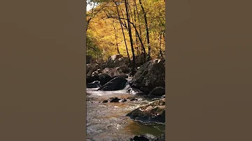 A Rocky River in the Forest | meadow | meadows #shorts #Nature