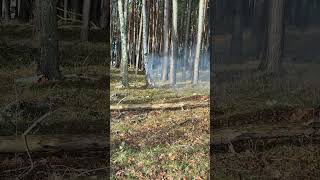 DumBum 50g im Baum Versuch 2 klappt