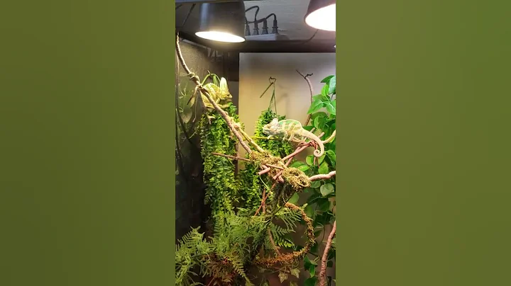 Have you ever seen Chameleons talk?