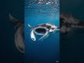 The Manta Ray Feeding Dance