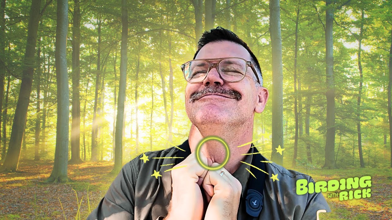 Зачем ученые надевают на птиц крошечные кольца (это не украшения!)