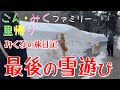 ごん・みくファミリー里帰り みくる の旅日記 【最後の雪遊び】　秋田犬【ごん・みく チャンネル】