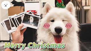 Merry Christmas with Samoyed Dog!!! 【Samoyed PUMPKIN】